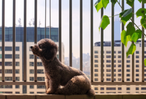 dog strata living